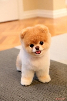 Oto Boo...Uroczy Pomeranian...