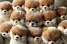 Where is Boo? ^^