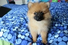 a to mój pomeranian