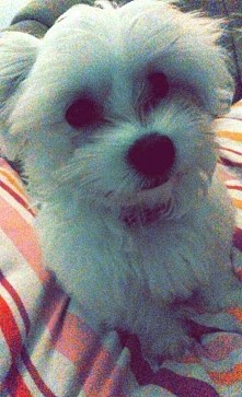 mój Baks - maltańczyk <3
miłość największa!