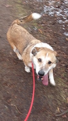 Silla Sillunia teraz siedzi sama :/ jej kolega znalazł dom a ona? Czeka juz tyle lat :(