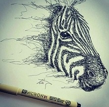 zebra