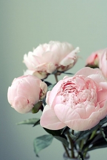 peonie