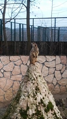 Prężąca się surykatka xD