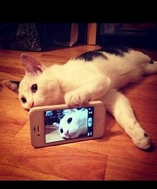 Cat selfie