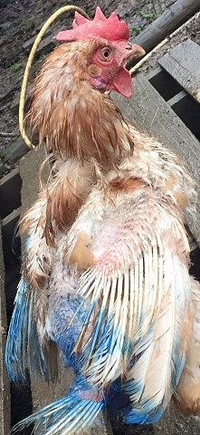 prawdziwa cena tanich jajek...