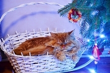 Mój kociak śpi pod choinką ...