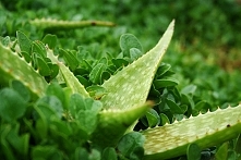 Aloes to roślina lecznicza znana już i stosowana w medycynie starożytnych Egipcjan. Dziś aloes nie jest tak mało popularny jak to było jeszcze nie dawno, częściej się słyszy o t...