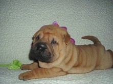 Shar Pei