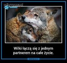 wilki