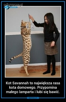 kot savannah