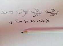 Jak narysować ptaka ? :)