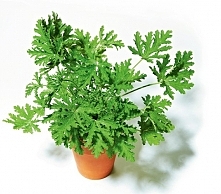 Szkodliwe dla kotów - Popularne rośliny domowe,
Geranium - anginowiec