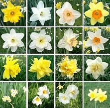 Szkodliwe dla kotów - Popularne rośliny domowe,
Narcissus sp. - narcyz