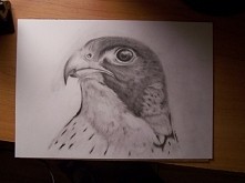 Sokół  wędrowny ;-)