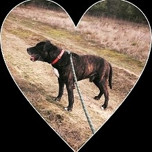 Kto podaruje serducho?