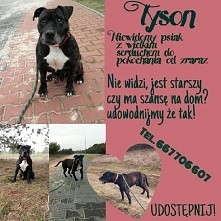 Tyson szuka domu!