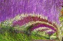 Tunel Kwiatowy Wisteria, Japonia