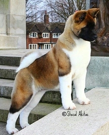 Beautiful Akita puppy