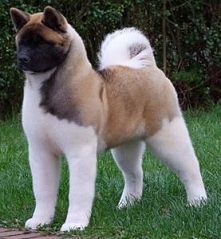 akita beautiful