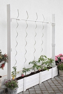 Na balkonie też można mieć pomidorki :)