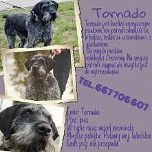 Tornado pies w typie wyżła niemieckiego szuka domu!