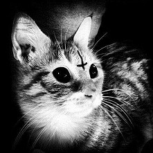 macie tu taki Kawaii Neko =...