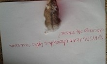 narysowałam chomika tylko nie wiem dlaczego się rusza?