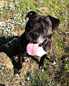 Kto pokocha? Tel. 667 706 607