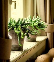 Grubosz Hottentot ŻYWE KORALE W DONICZCE