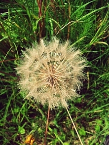 dmuchawiec, latawiec, wiatr