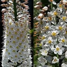 igła kleopatry - pustynnik