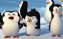 Dzisia (25.04.) jest światowy dzień pingwina