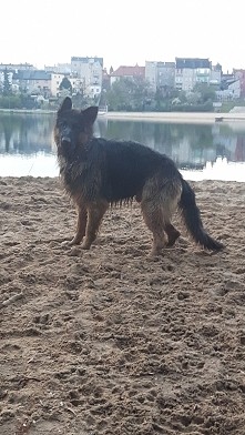 Mokry pies to szczęśliwy pies (zdjęcie *R.I.P*)