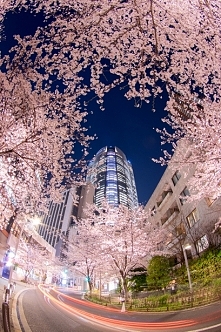 Tokio, Japonia