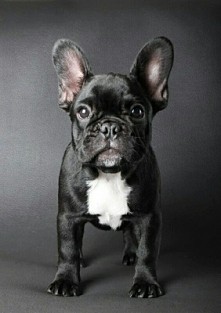 Śliczny Buldożek Francuski♡