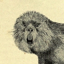 Co??? 
źródło facebook: stareobrazkizezwierzetami