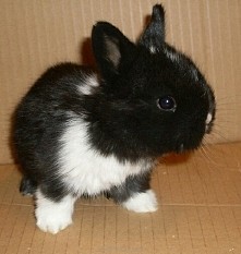 mòj króliś gdy był mały