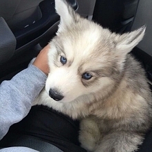 Animals are best friends <3