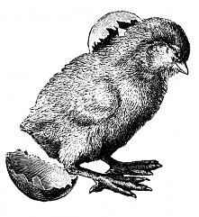 decoupage, transfer - birds