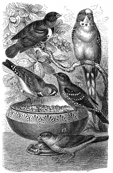 decoupage, transfer - birds