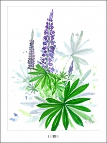 Łubin, print 30x40 cm