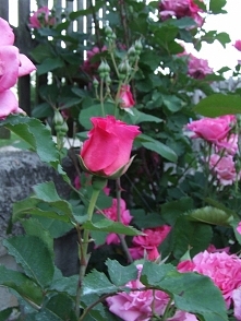 Wiosna w ogrodzie <3