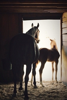 Klacz z młodym...