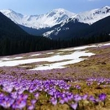 Dolina Chochołowska