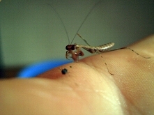 na chwilę przed atakiem ^^