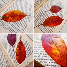 Suszone liście i kwiaty