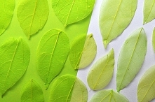 Naturalne liście preparowane! Do rękodzieła, zdobienia, pakowania prezentów.