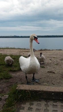 Łabędz z młodymi ♡♡♡♡