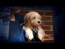 HSUS " Christina Grimmie